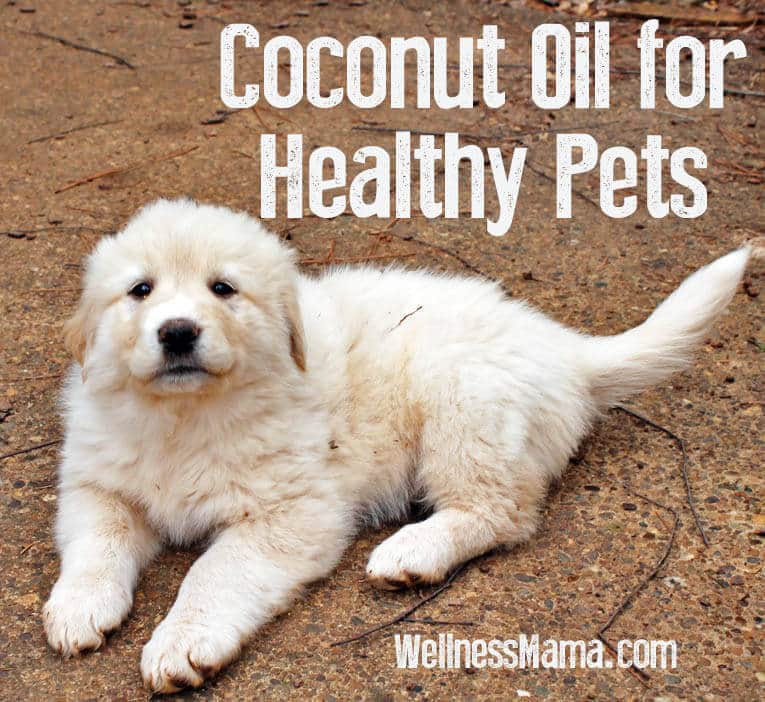 Benefits of coconut oil for pets -How to use coconut oil to keep pets healthy