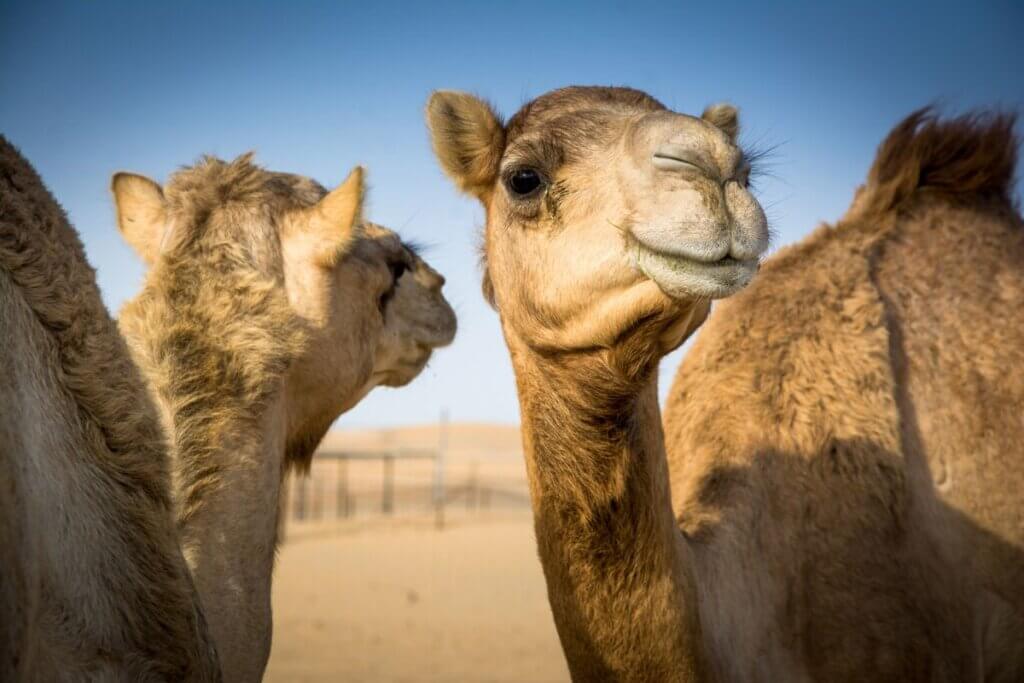 Camel Milk