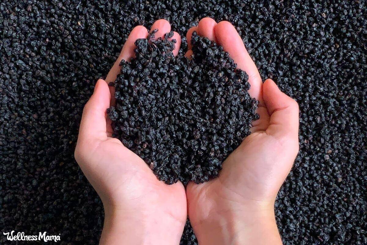 Elderberries-Natural remedy and immune booster for flu season