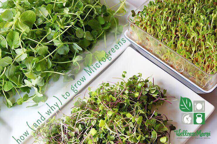 How and why to grow microgreens in your kitchen