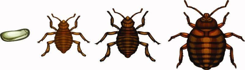 how-to-get-rid-of-bed-bugs