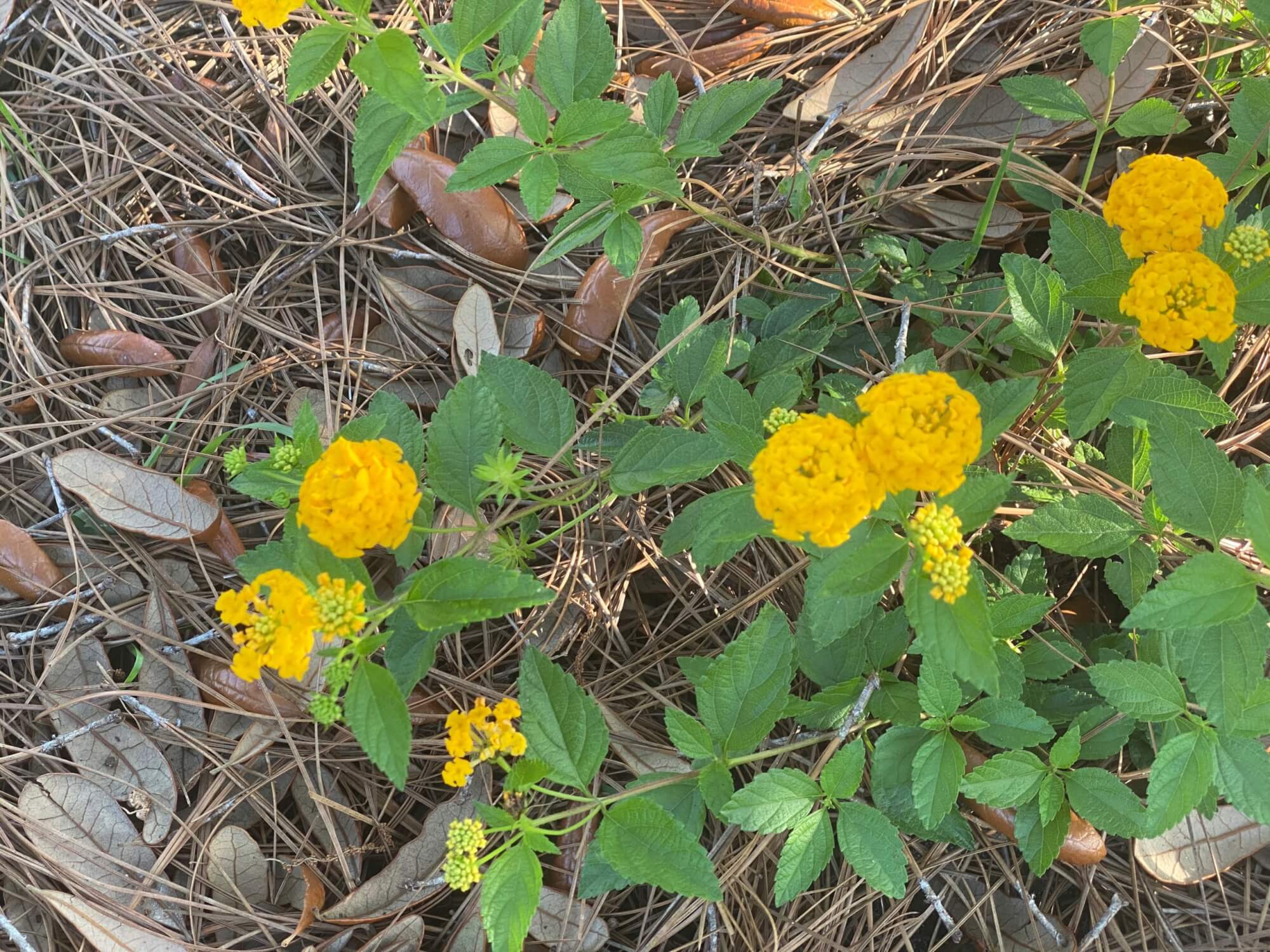pollinator garden plants