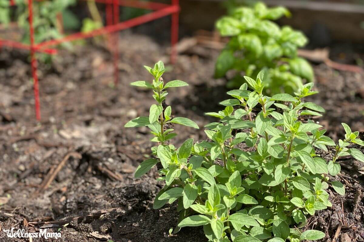 start a garden