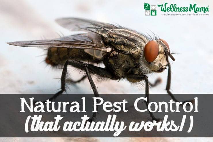 Natural Pest Control that actually works
