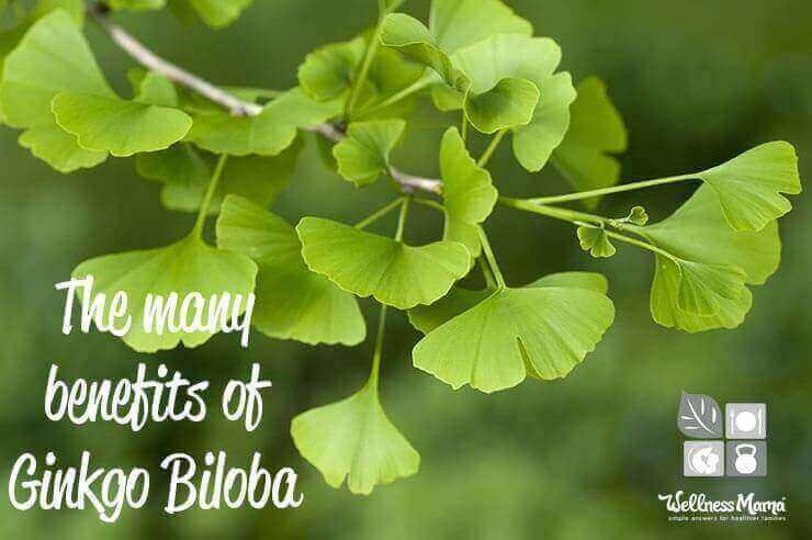 Ginkgo Biloba Benefits