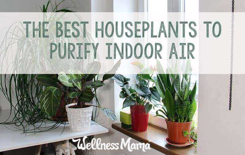 The best houseplants to purify indoor air