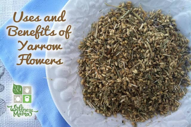Yarrow Herb Profile