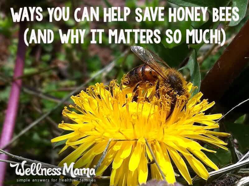Ways to help save honey bees and why it matters so much