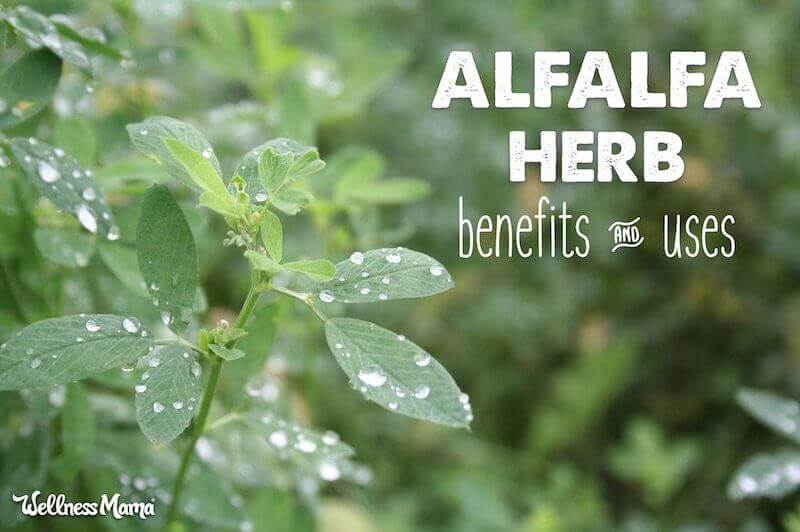 Alfalfa Herb benefits and uses