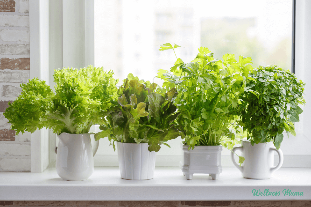 apartment gardening