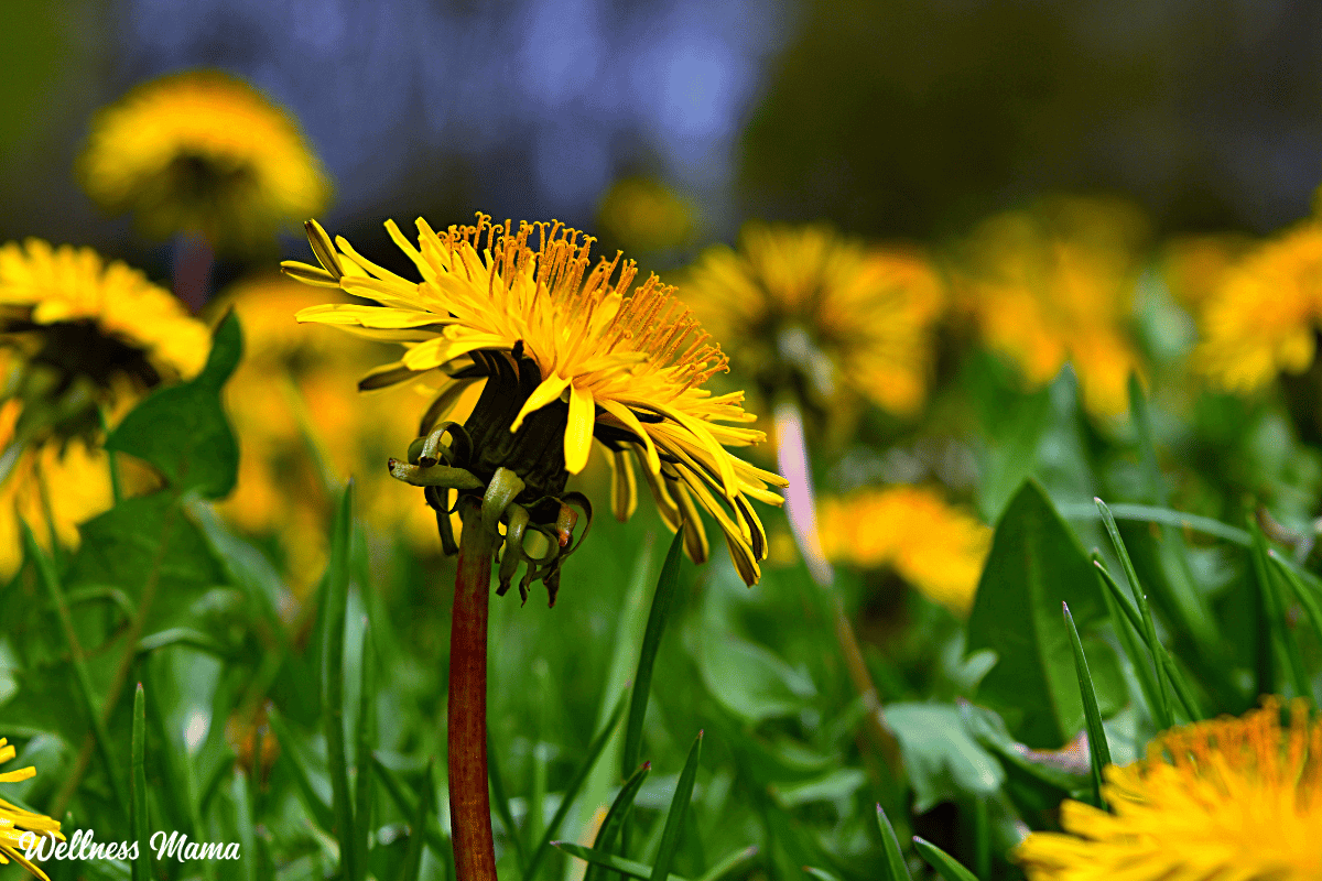 backyard herbal remedies