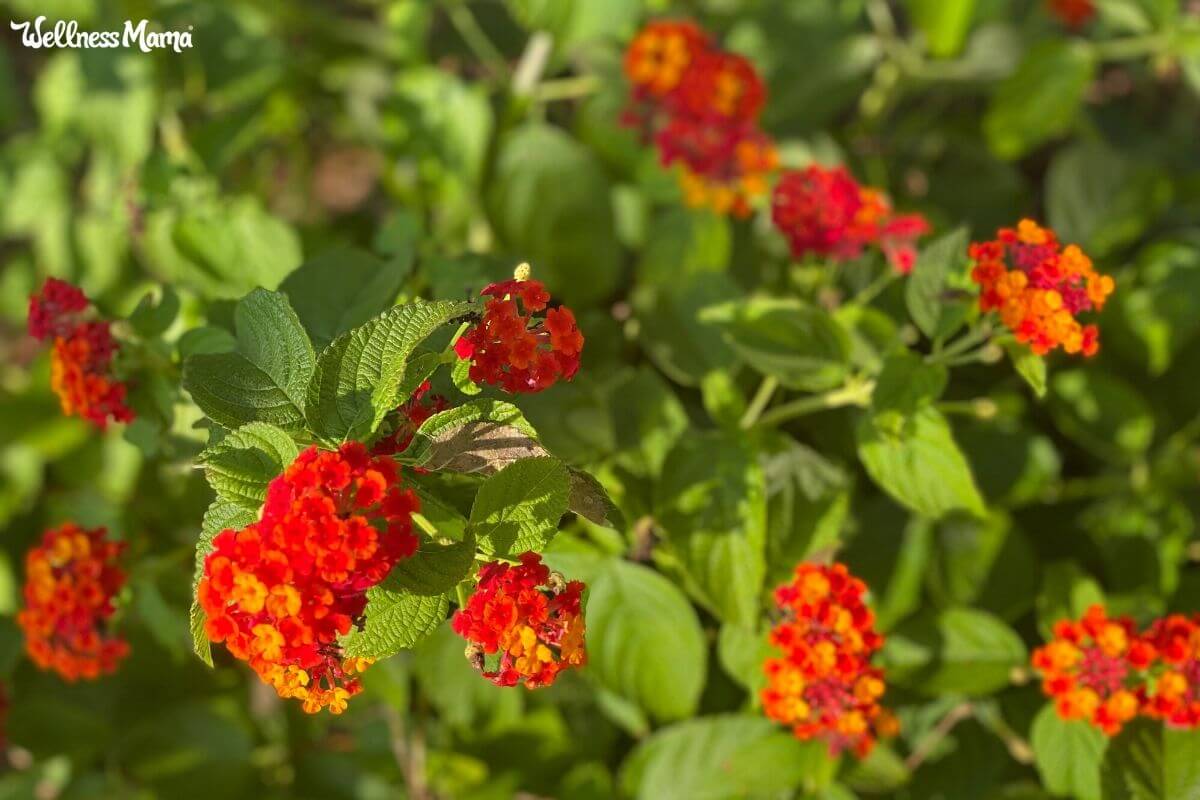 help the butterflies