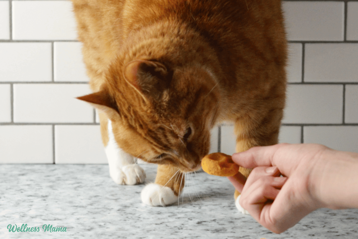 Soft Homemade Cat Treats