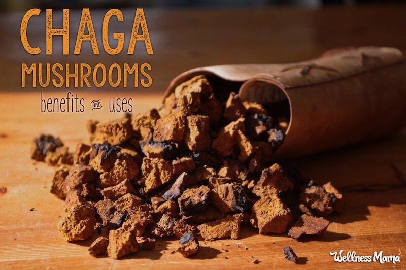 The benefits of chaga mushrooms