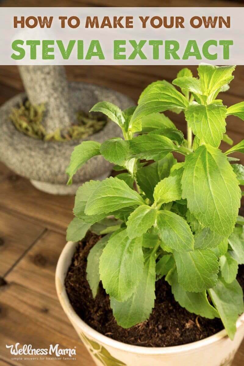 Stevia is a naturally healthy sweetener and this homemade stevia tincture provides natural sweetness without the chemicals.
