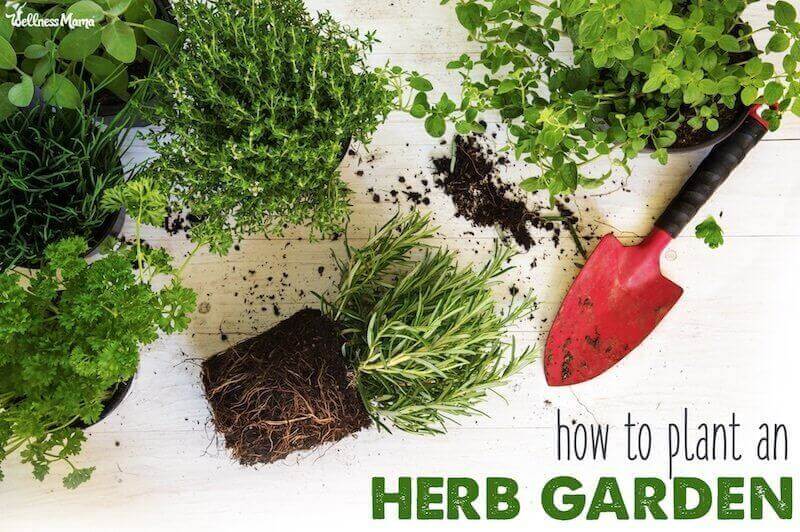 growing herbs at home