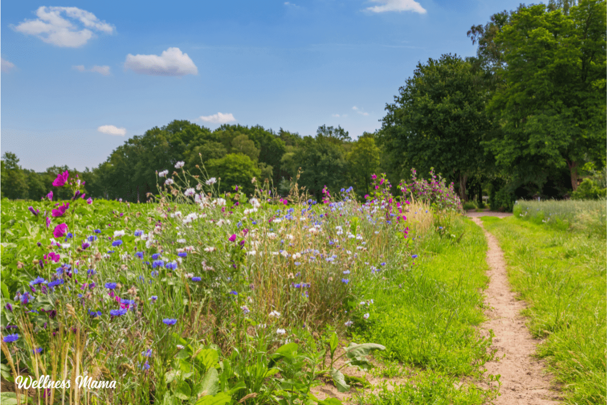 regenerative agriculture