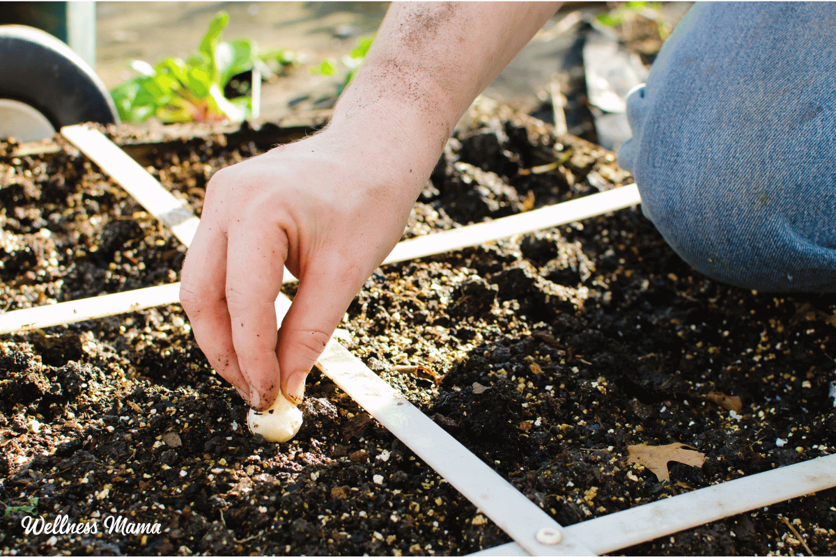 square foot gardening